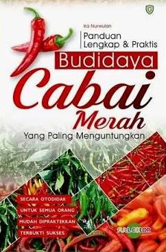 Budidaya Cabai Merah