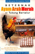 Beternak Ayam Arab Merah si Tukang Bertelur